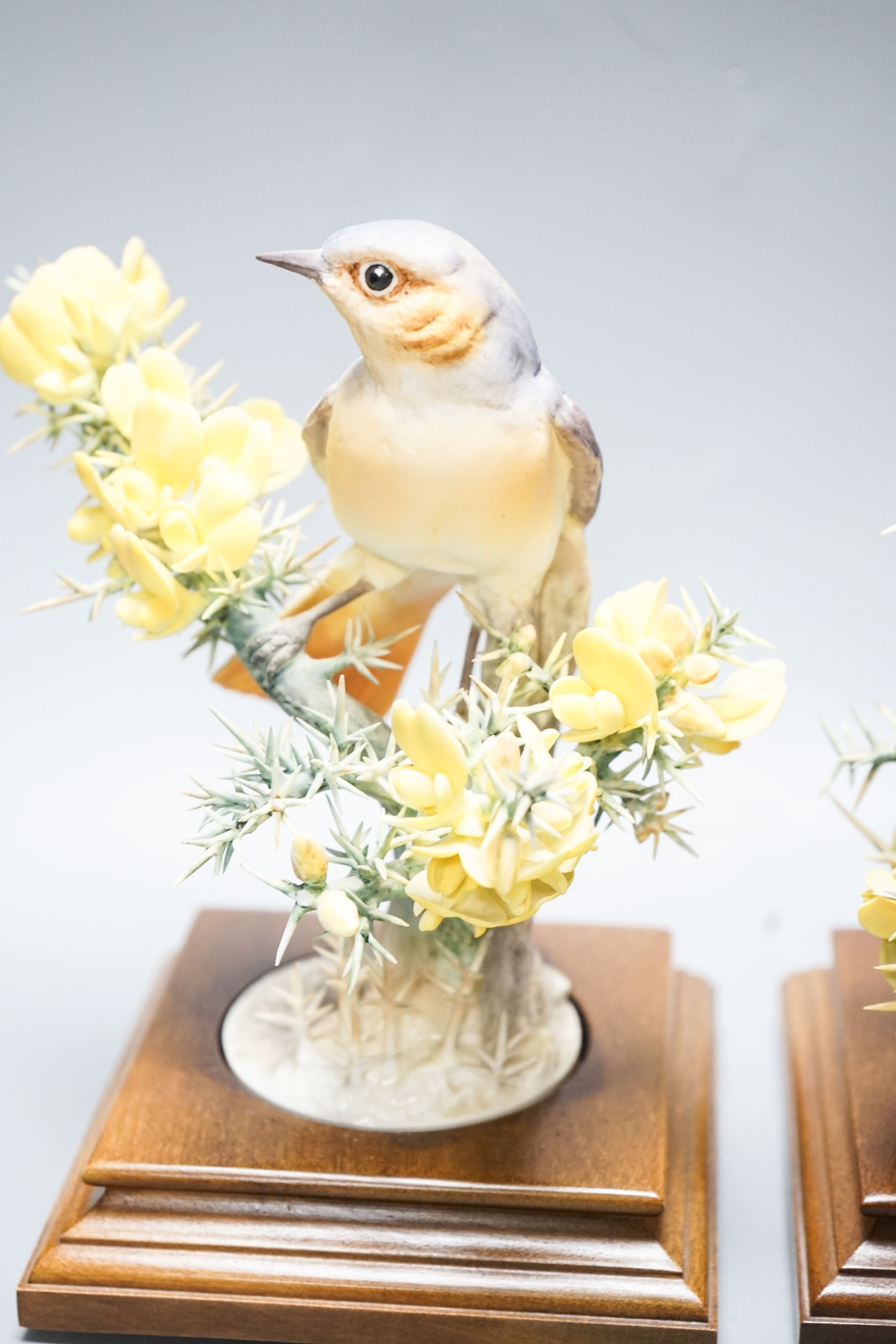 Three Royal Worcester porcelain groups of birds, modelled by Dorothy Doughty - ‘’Redstart and Gorse’’, (hen and cock) and ‘’Meadow Pipit and Silverweed’’, each with certificates